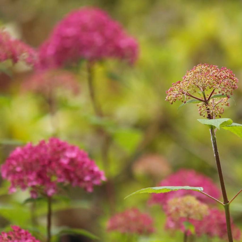 Hydrangea arborescens Bella Anna