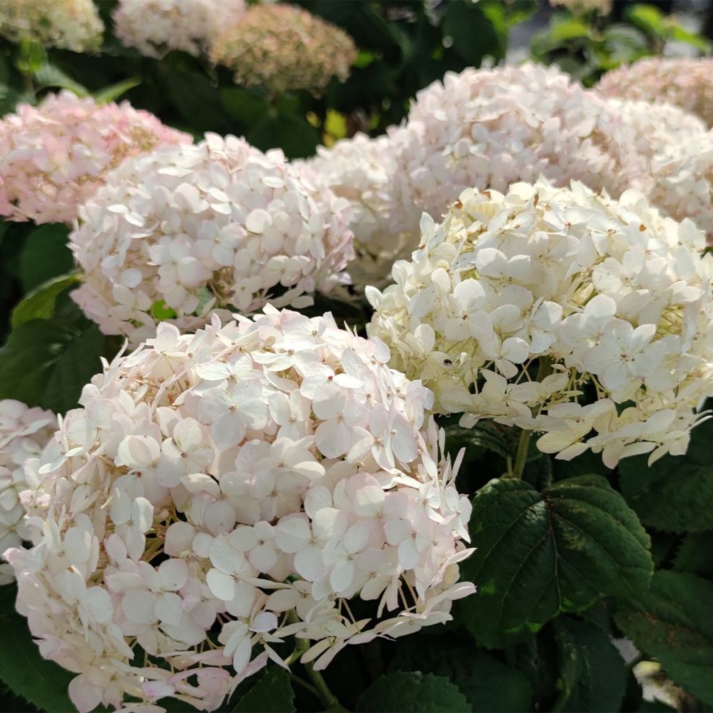 Hortensia arborescens BellaRagazza Blanchetta