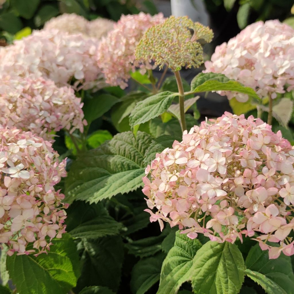 Hortensia arborescens BellaRagazza Blanchetta