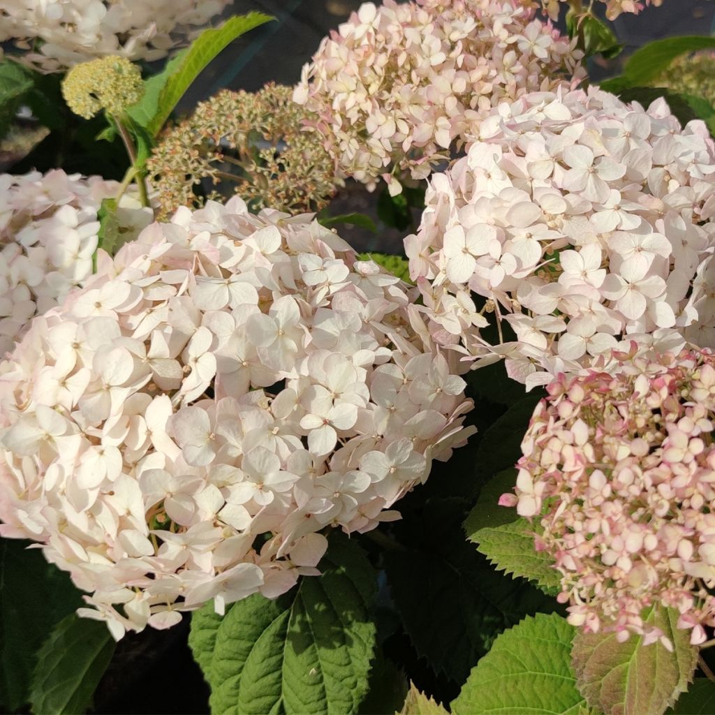 Hortensia arborescens BellaRagazza Blanchetta