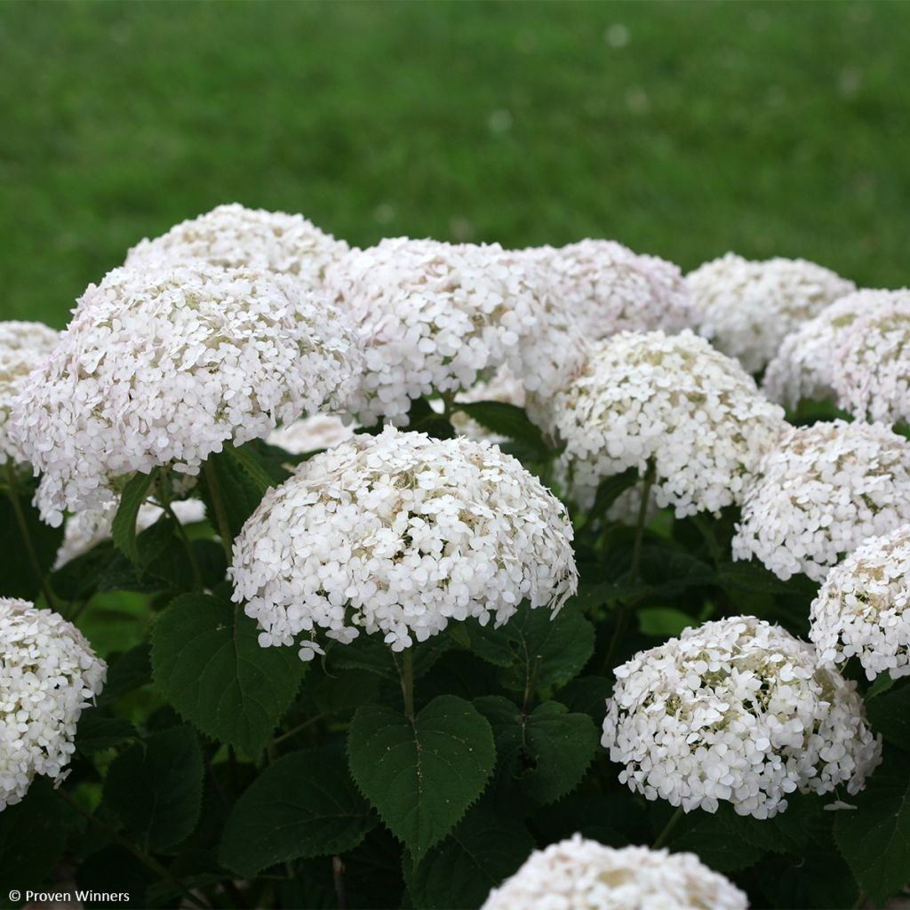 Hortensia arborescens BellaRagazza Blanchetta