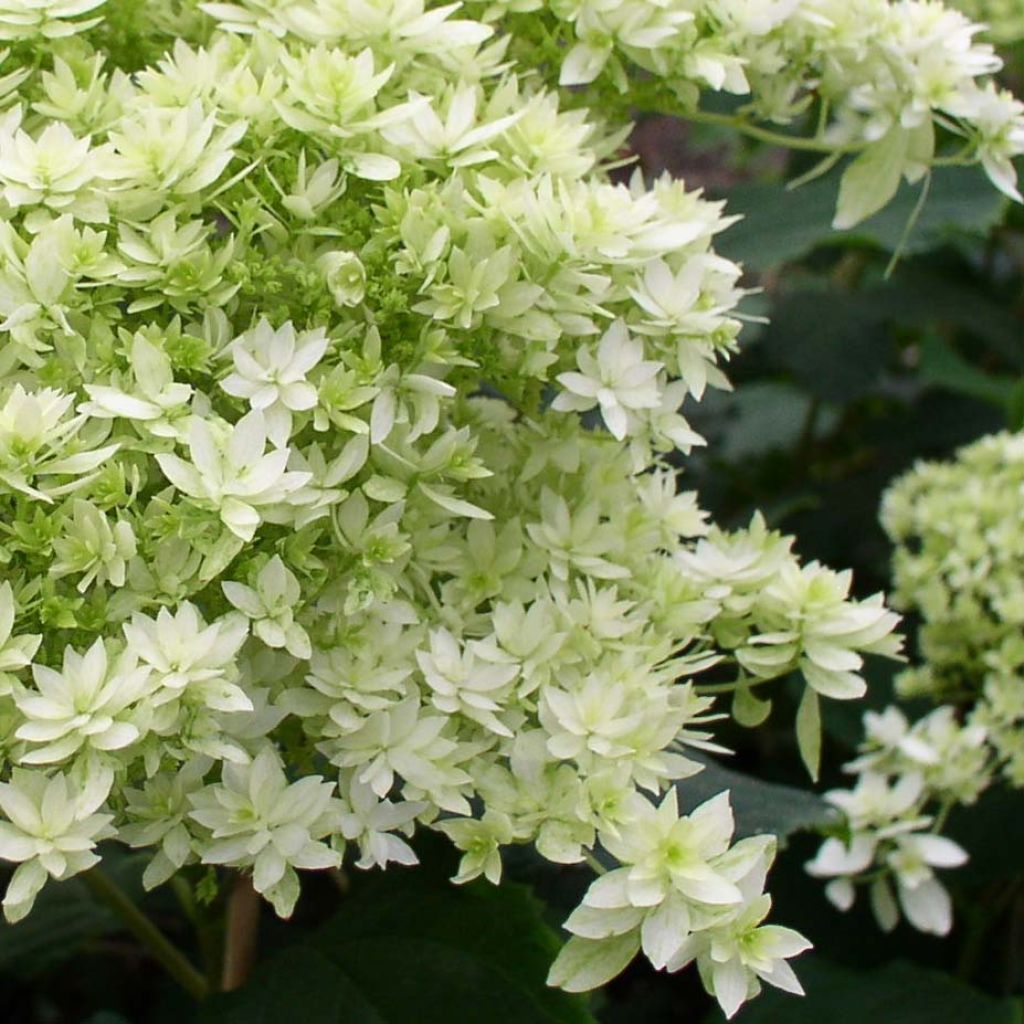 Hydrangea arborescens Hayes Starburst