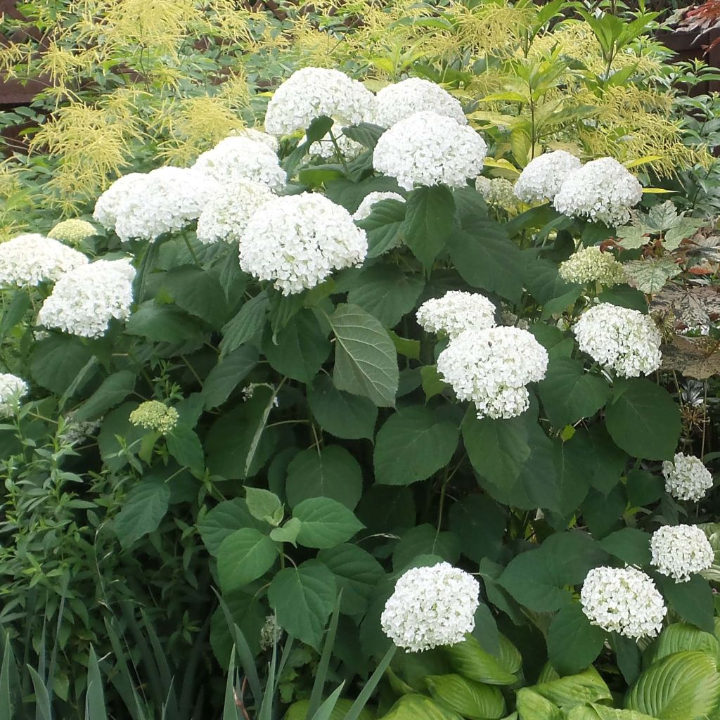 Hydrangea arborescens Strong Annabelle - Incrediball