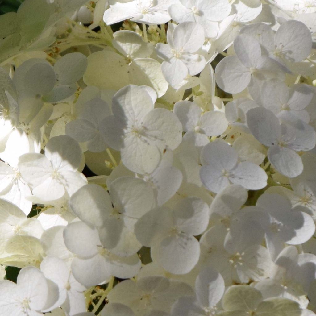 Hydrangea arborescens Strong Annabelle - Incrediball