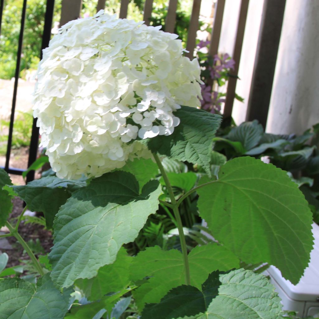 Hydrangea arborescens Strong Annabelle - Incrediball