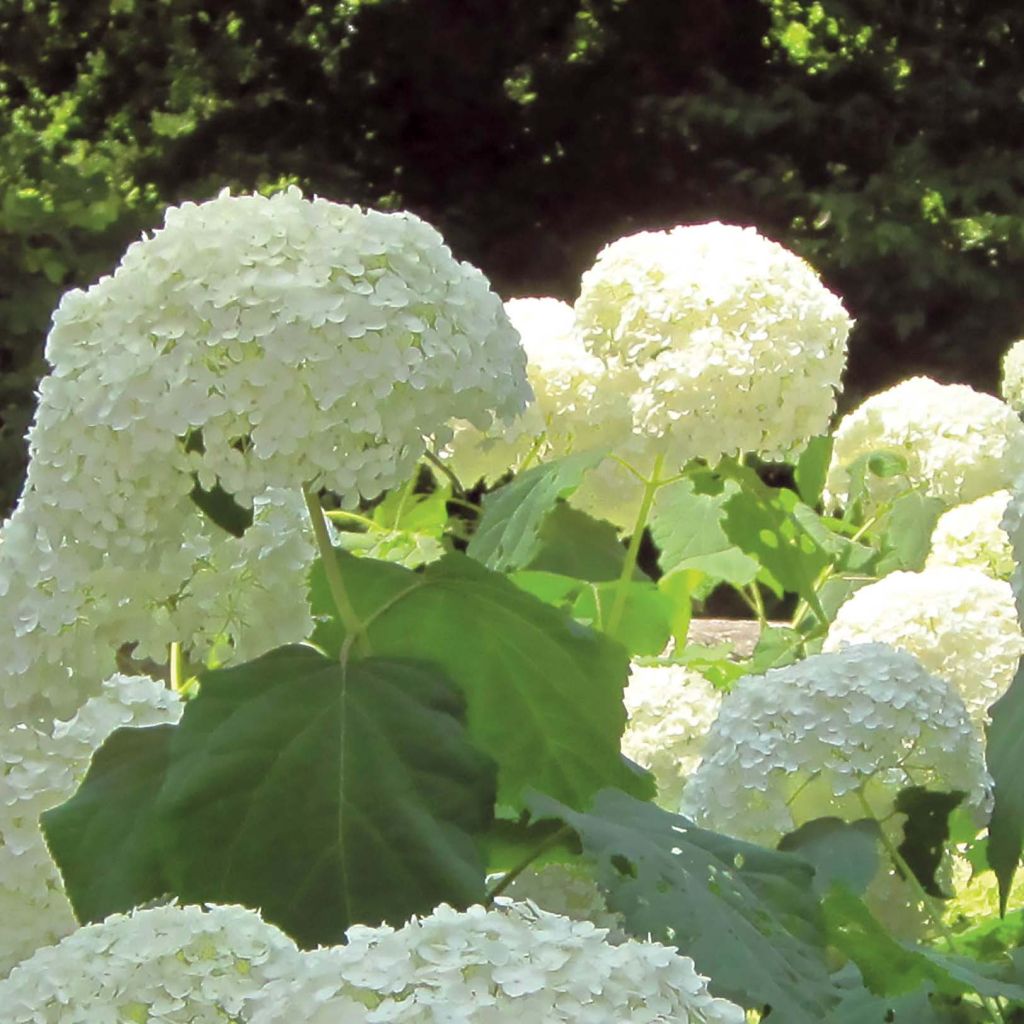 Hydrangea arborescens Strong Annabelle - Incrediball