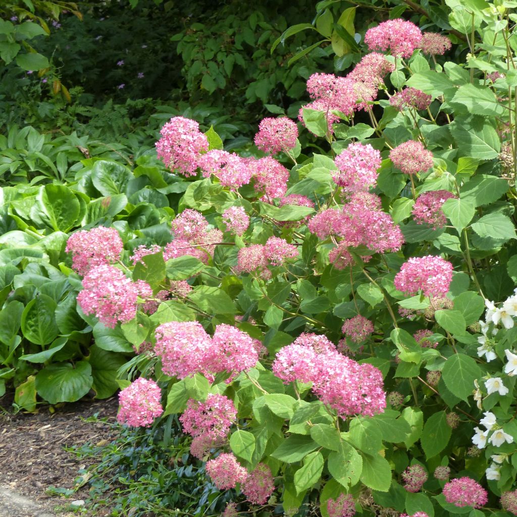 Hydrangea arborescens Pink Annabelle - Invicibelle