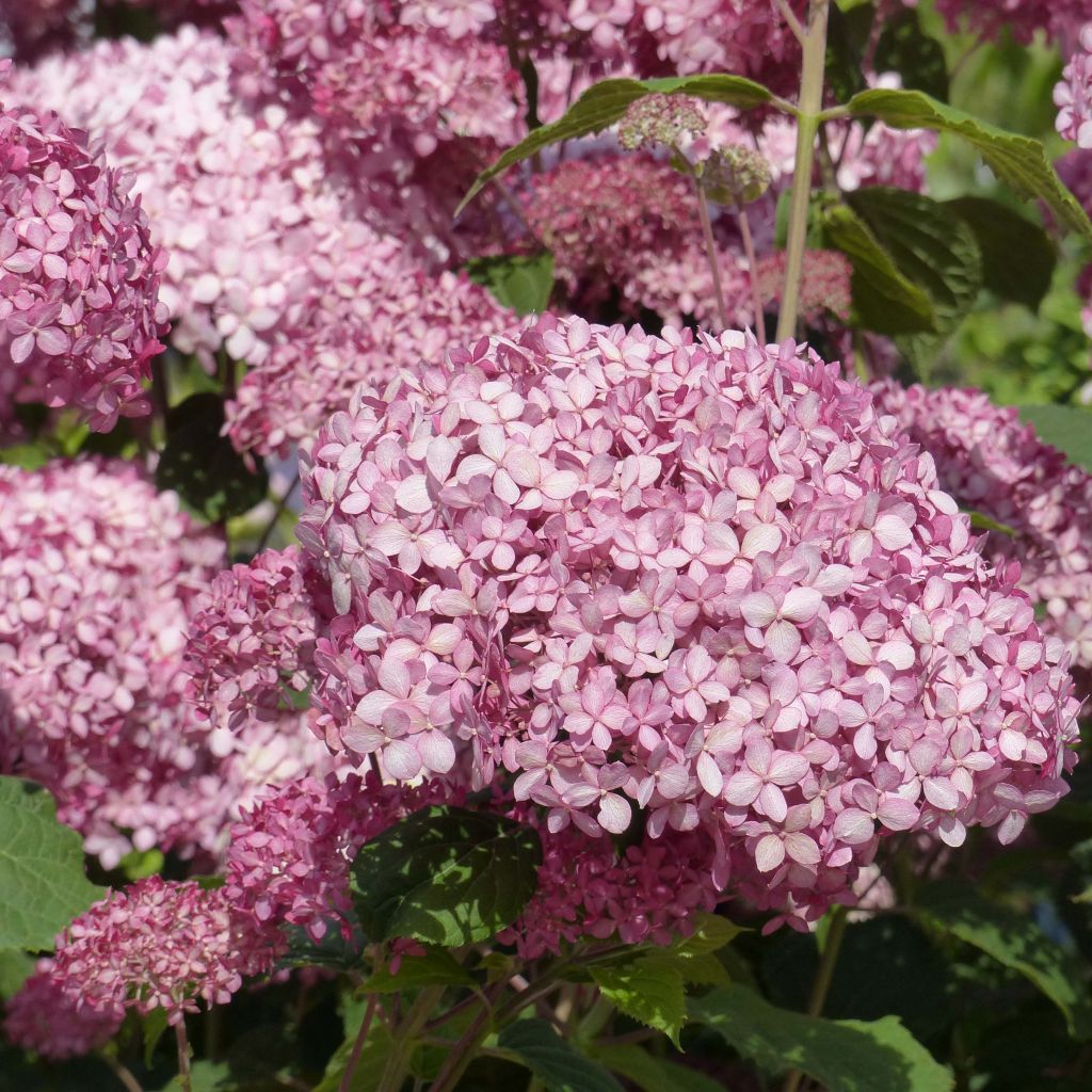 Hydrangea arborescens Pink Annabelle - Invicibelle