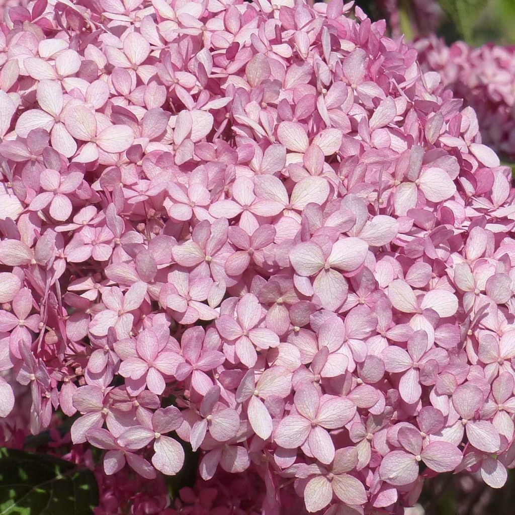 Hydrangea arborescens Pink Annabelle - Invicibelle