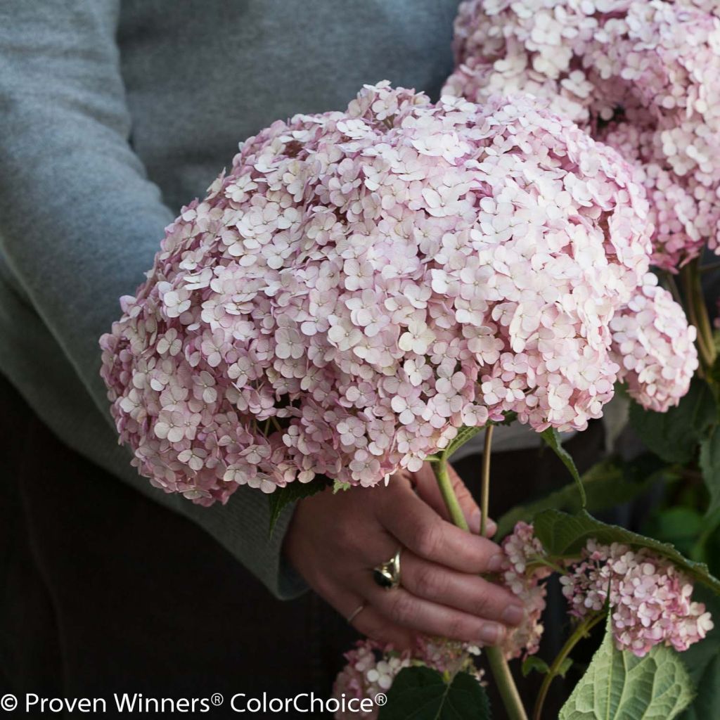 Hydrangea arborescens Sweet Annabelle