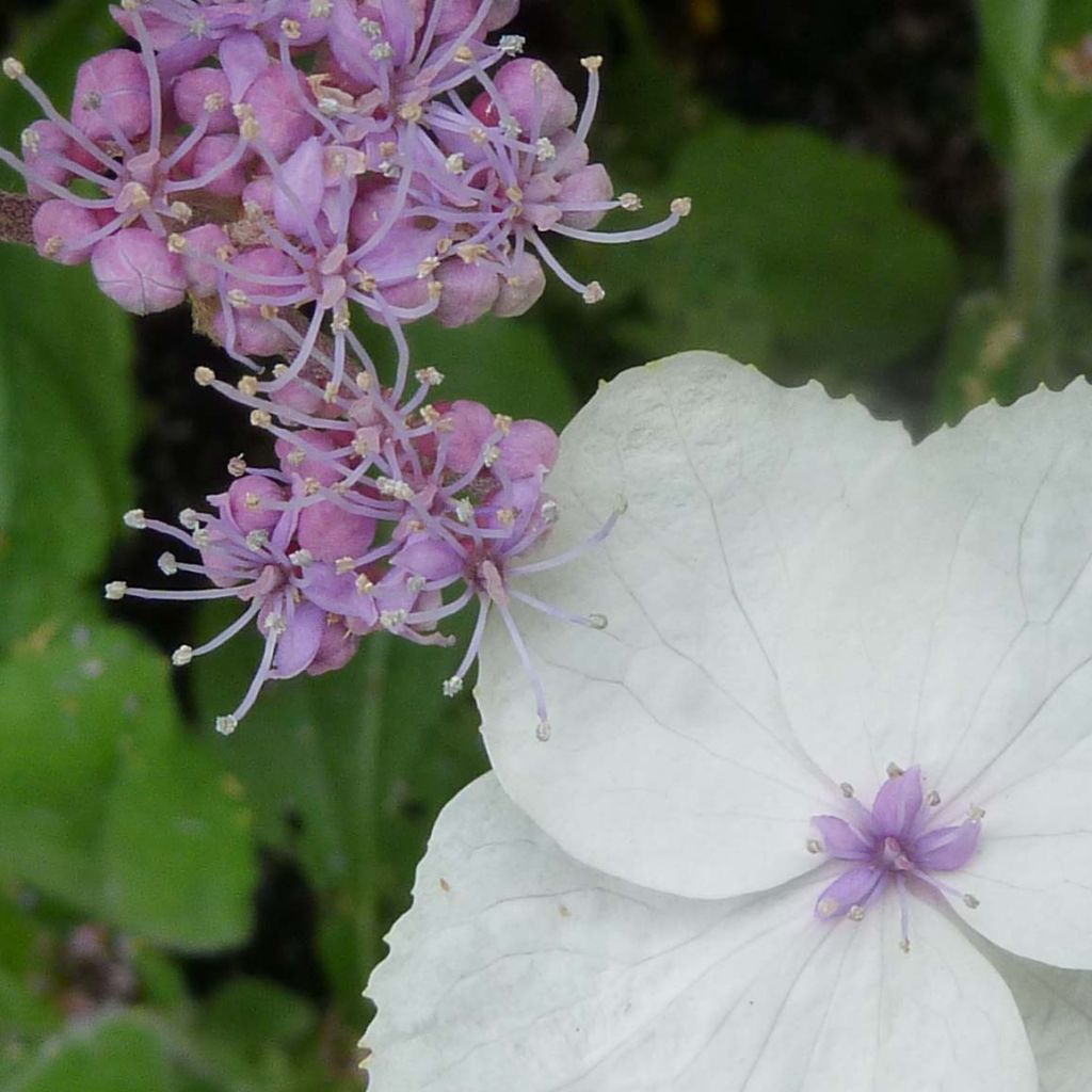 Hydrangea aspera Macrophylla