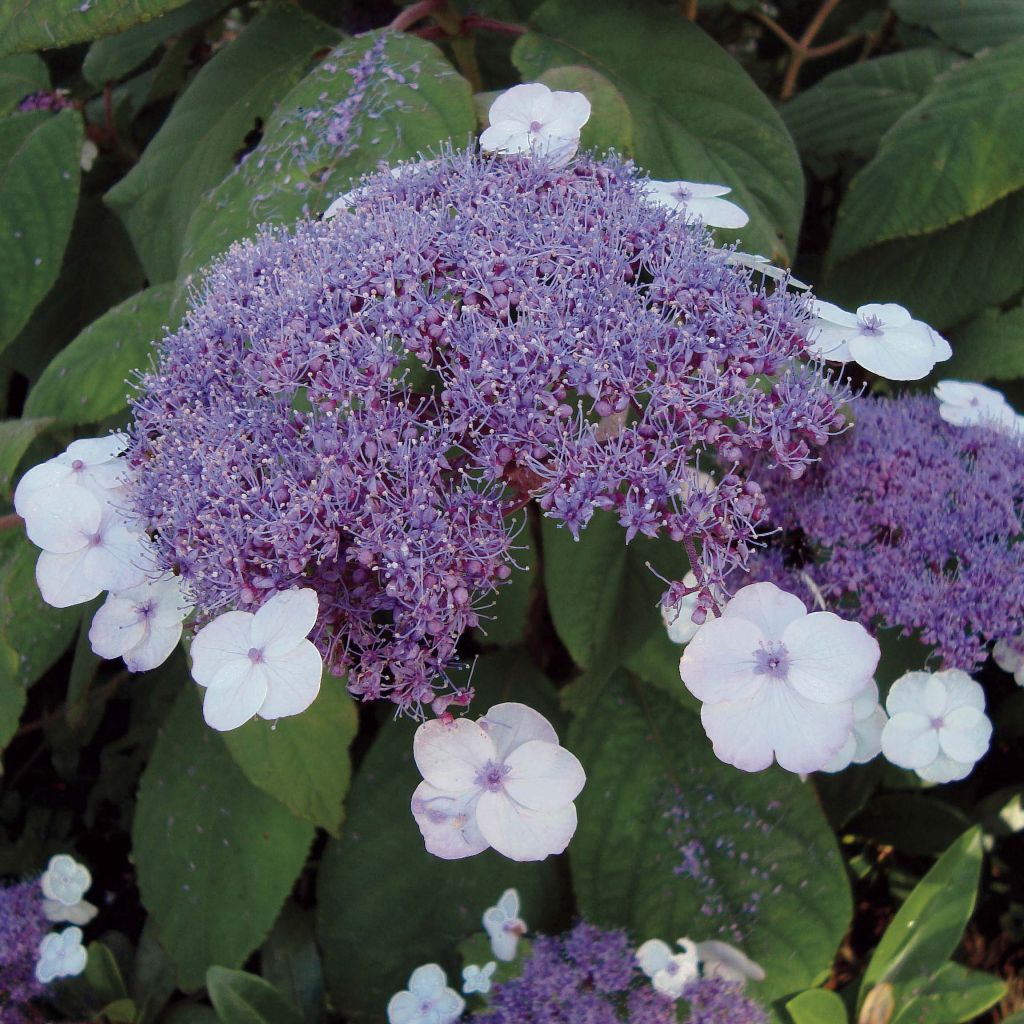 Hydrangea aspera Macrophylla