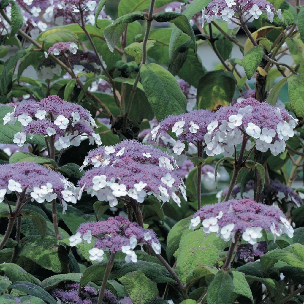 Hydrangea aspera Macrophylla