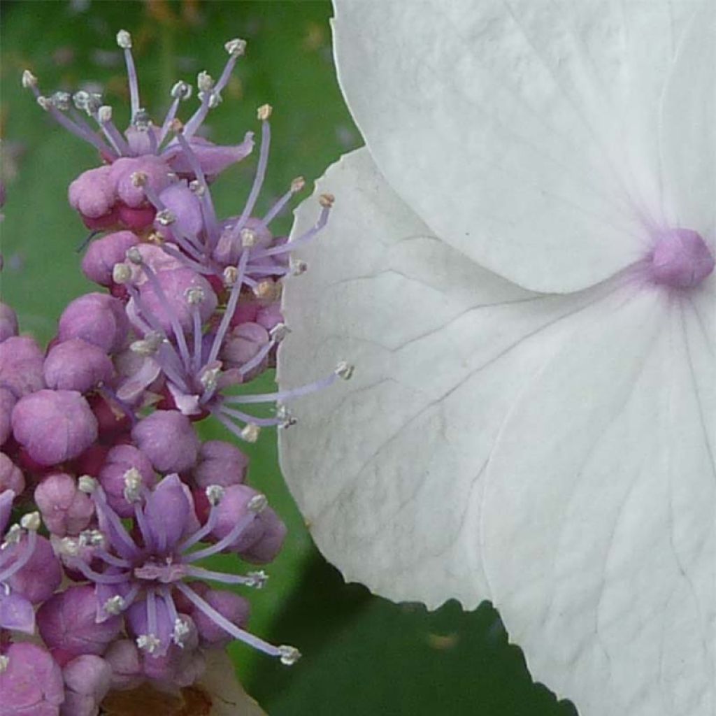 Hydrangea aspera Macrophylla