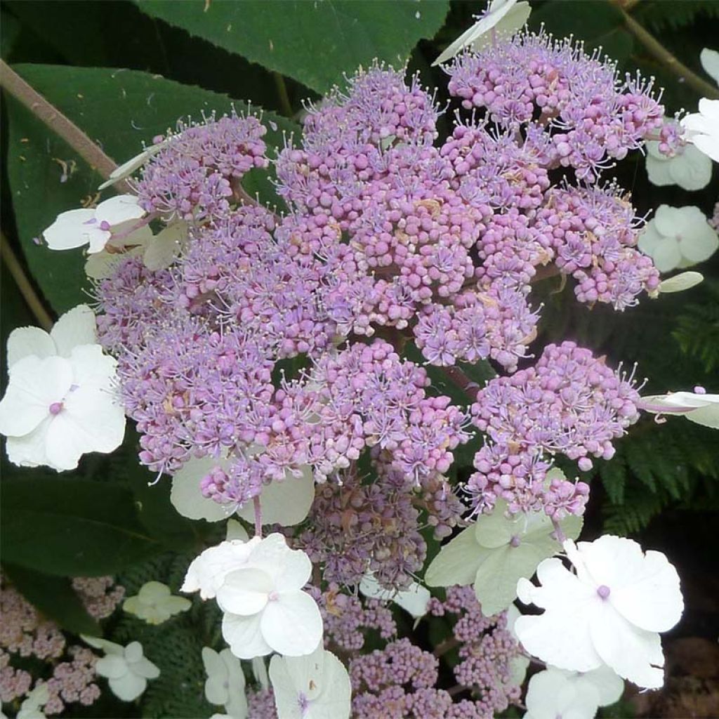 Hydrangea aspera Macrophylla