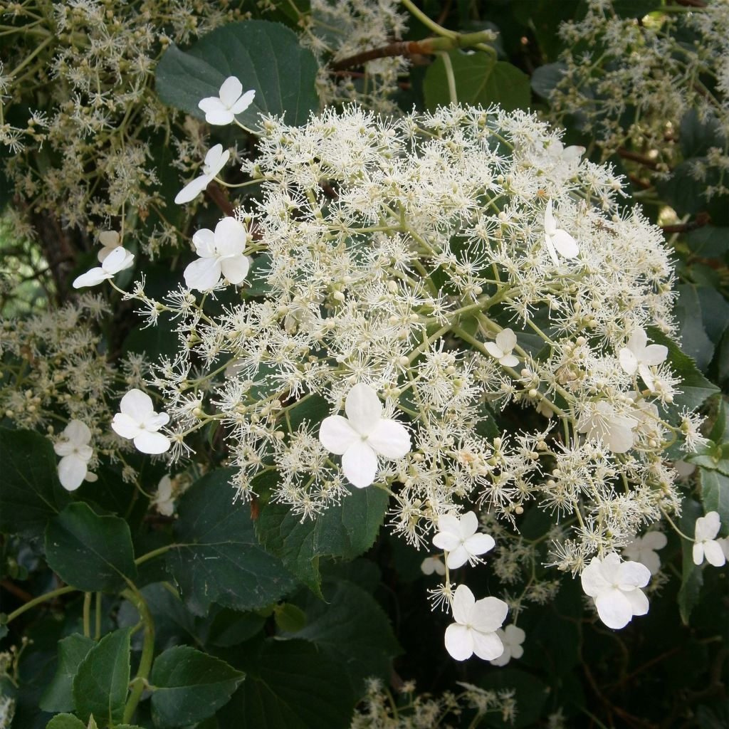 Hydrangea anomala subsp. petiolaris- Climbing Hydrangea