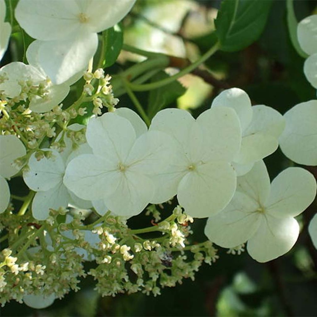 Hydrangea anomala subsp. petiolaris- Climbing Hydrangea