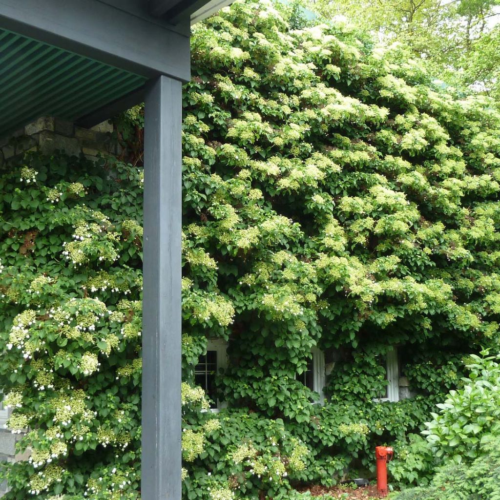 Hydrangea anomala subsp. petiolaris- Climbing Hydrangea