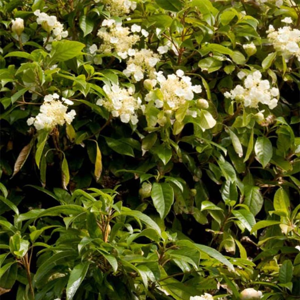 Hydrangea seemanii - Climbing Hydrangea