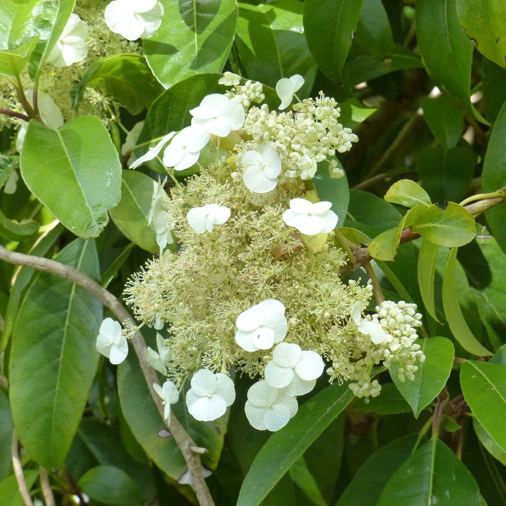 Hydrangea seemanii - Climbing Hydrangea