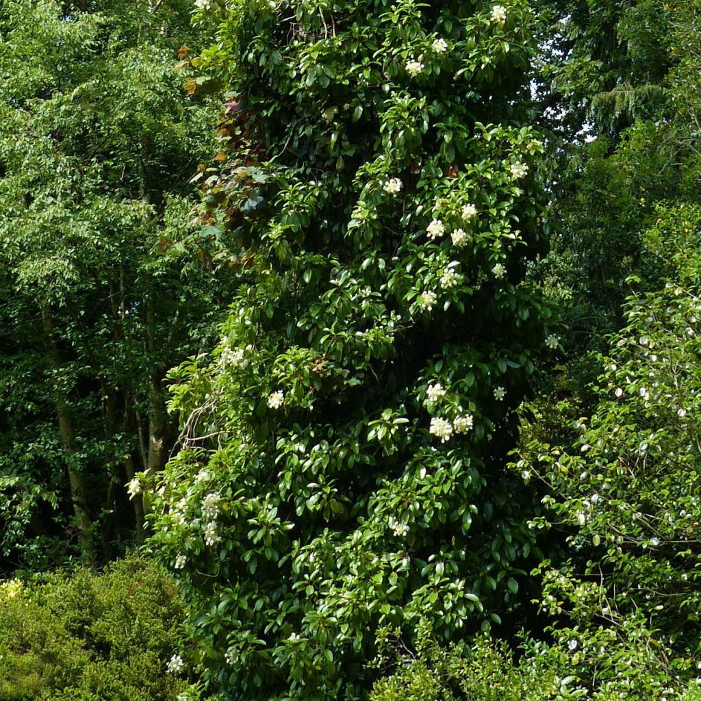 Hydrangea seemanii - Climbing Hydrangea