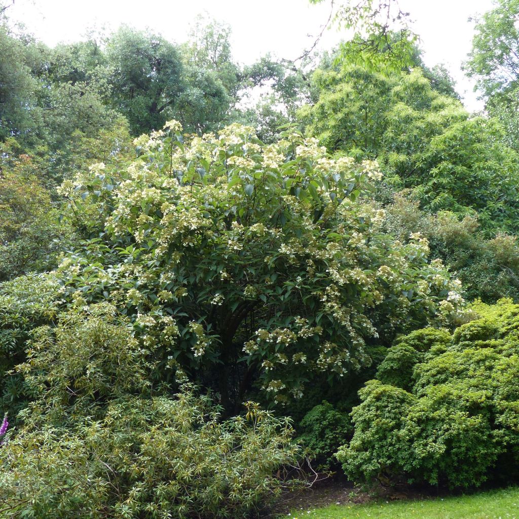 Hydrangea heteromalla