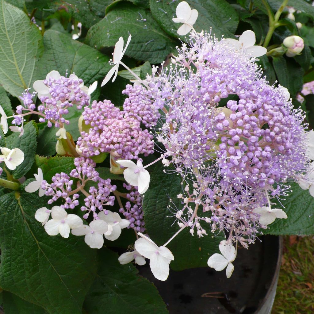 Hydrangea involucrata Late Love