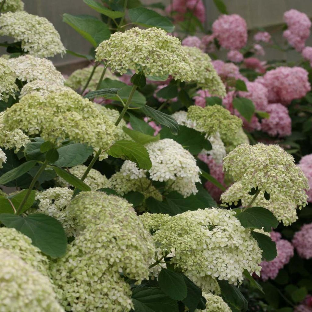 Hydrangea arborescens Lime Rickey