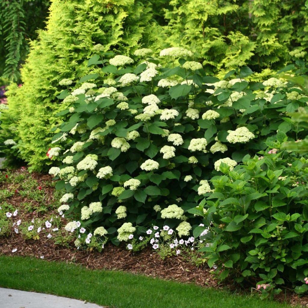 Hydrangea arborescens Lime Rickey