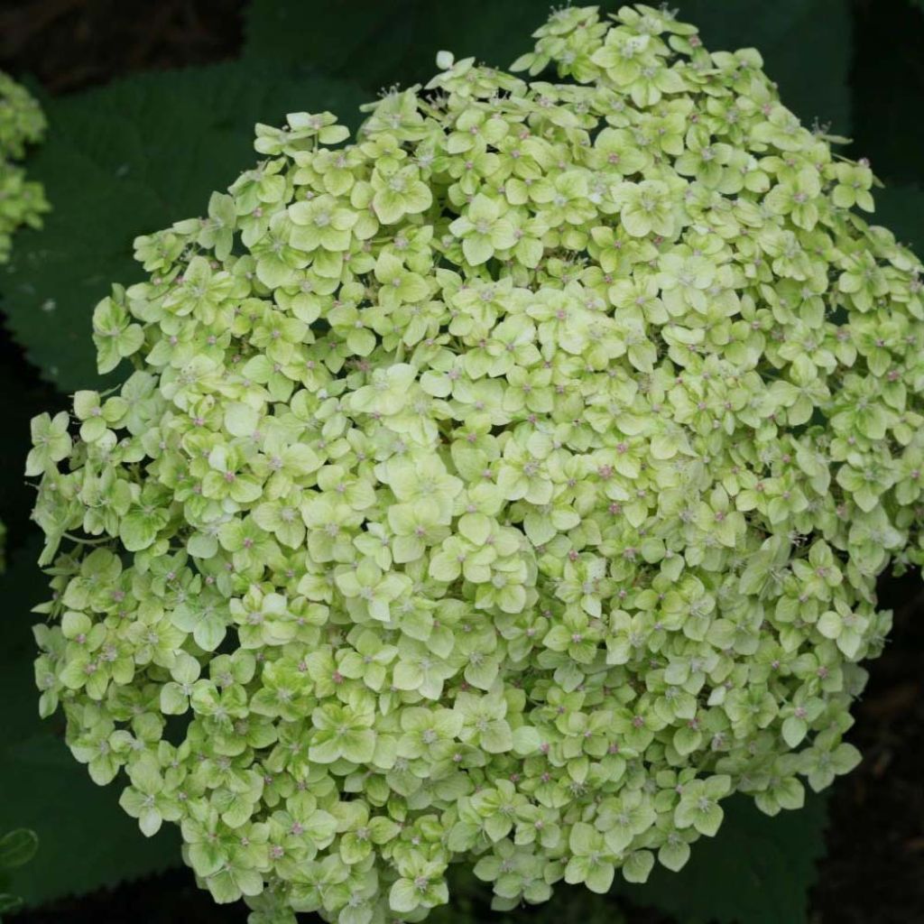 Hydrangea arborescens Lime Rickey