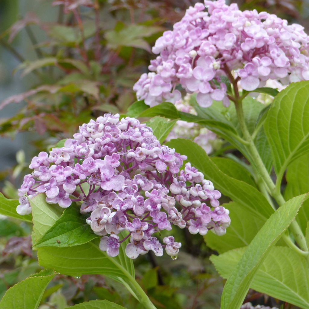 Hydrangea macrophylla Ayesha