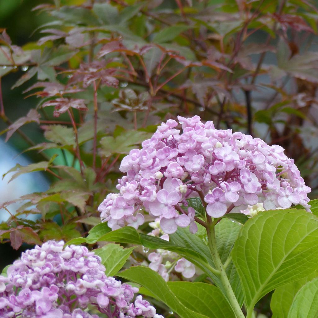 Hydrangea macrophylla Ayesha