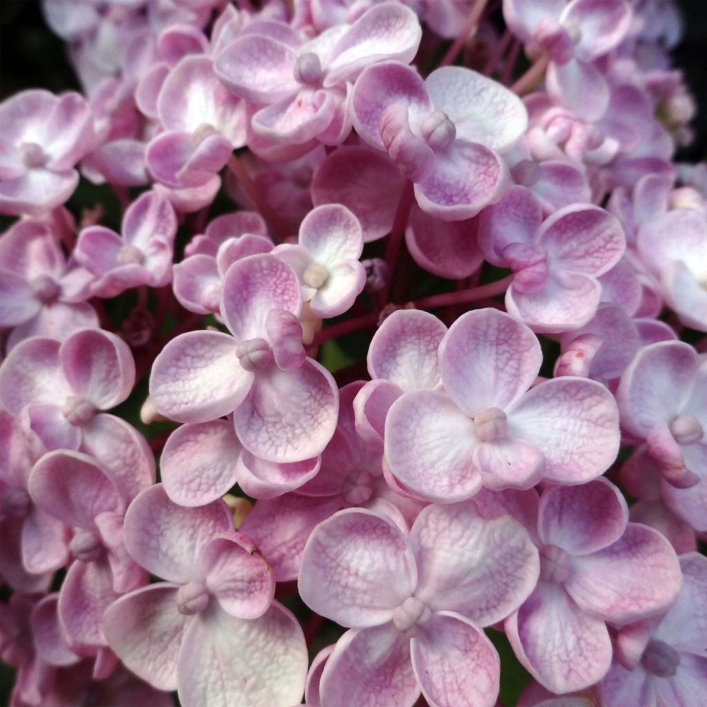 Hydrangea macrophylla Ayesha