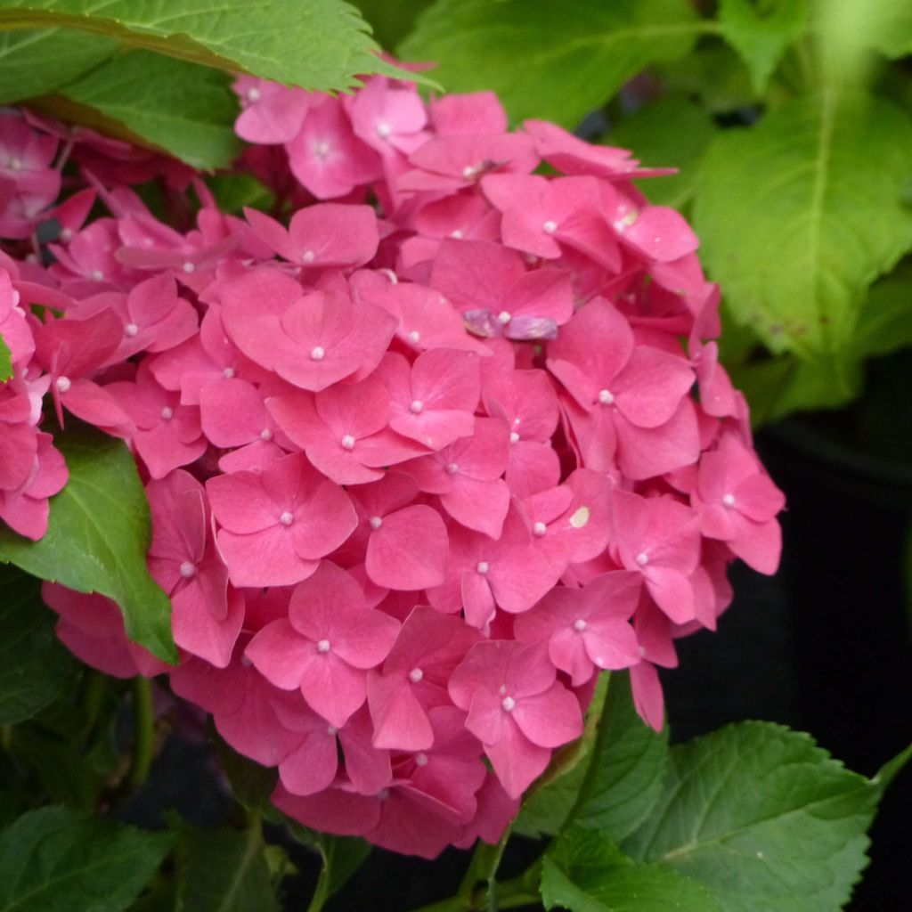 Hydrangea macrophylla Dolce Fragola (Dolfrag)