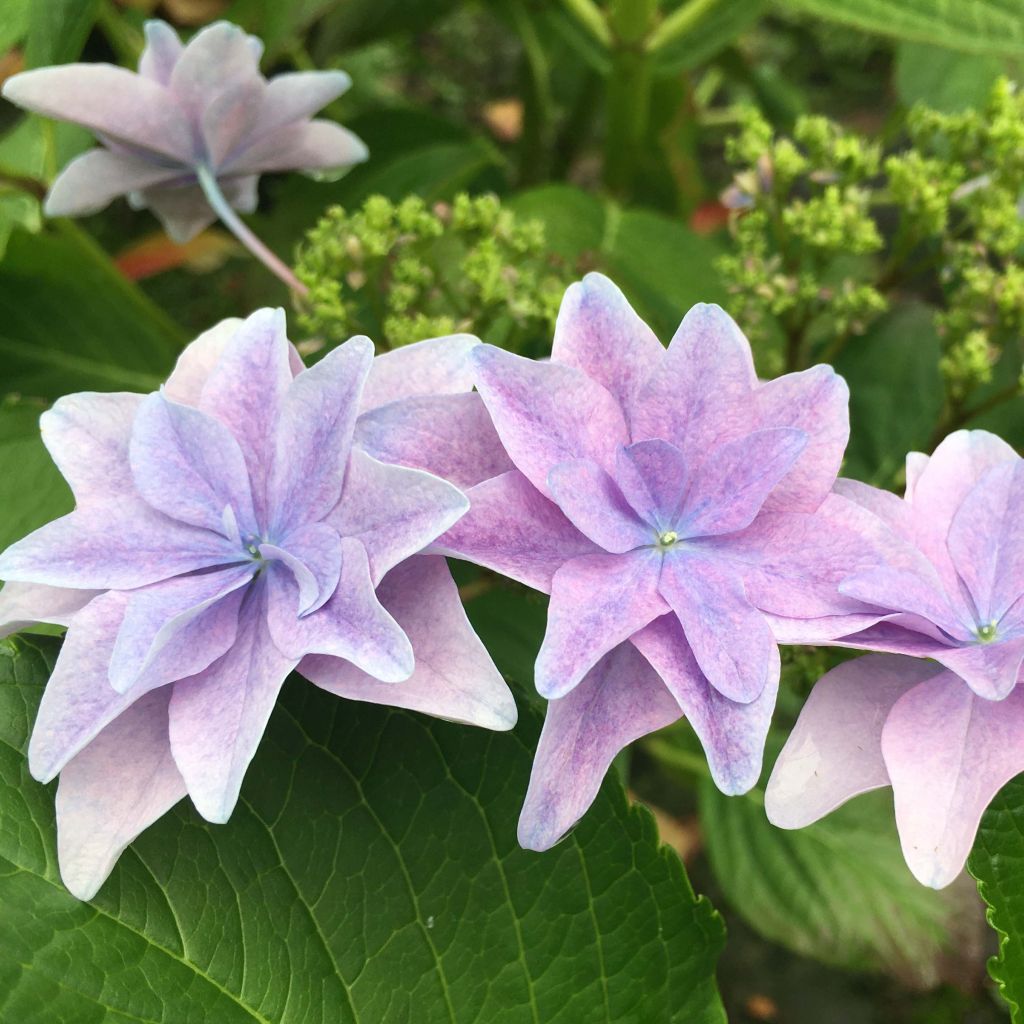 Hydrangea macrophylla Hovaria Elleair Anniversary