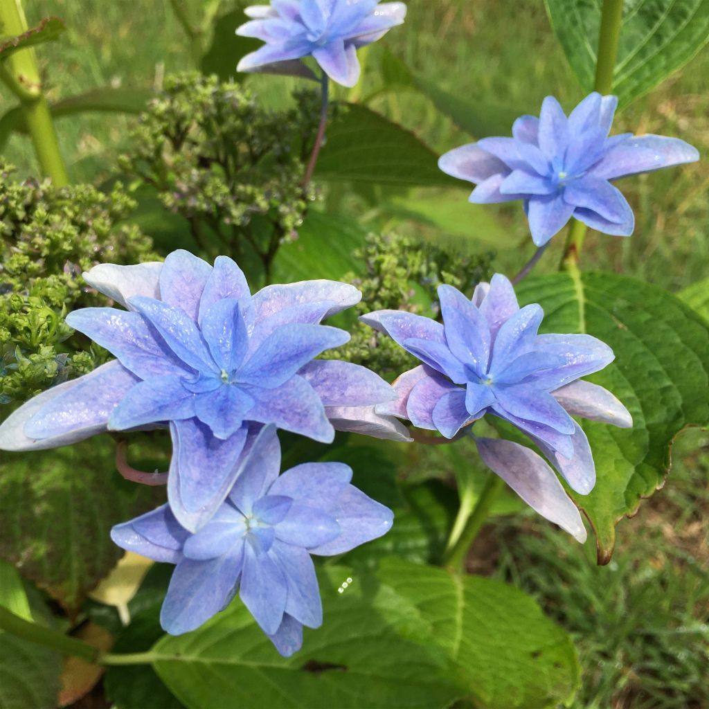 Hydrangea macrophylla Hovaria Elleair Anniversary