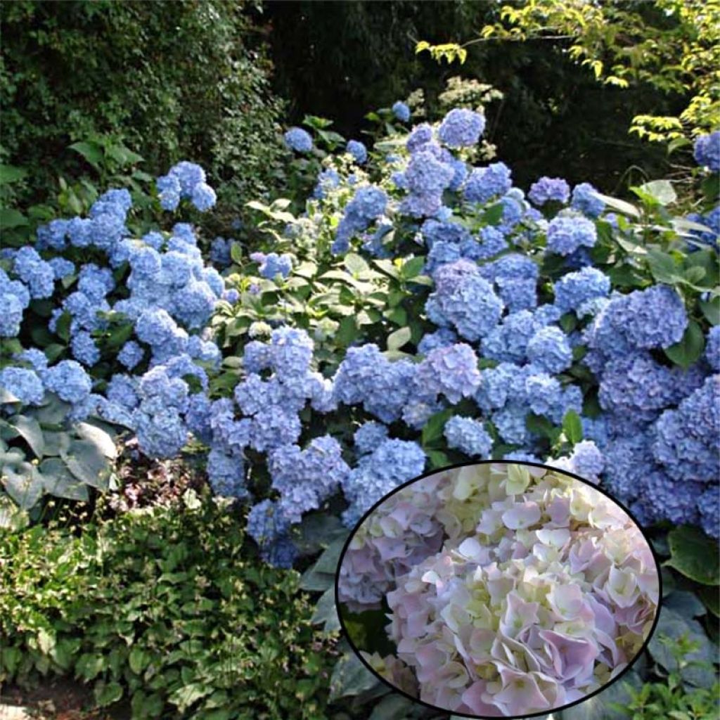 Hydrangea macrophylla Generale Vicomtesse de Vibraye