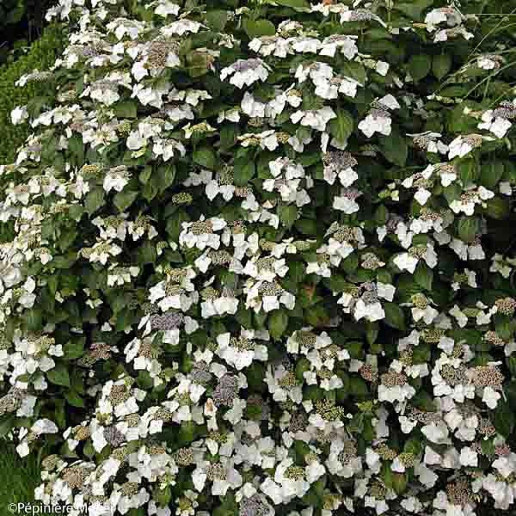 Hydrangea macrophylla Great Star Blanc Bleu