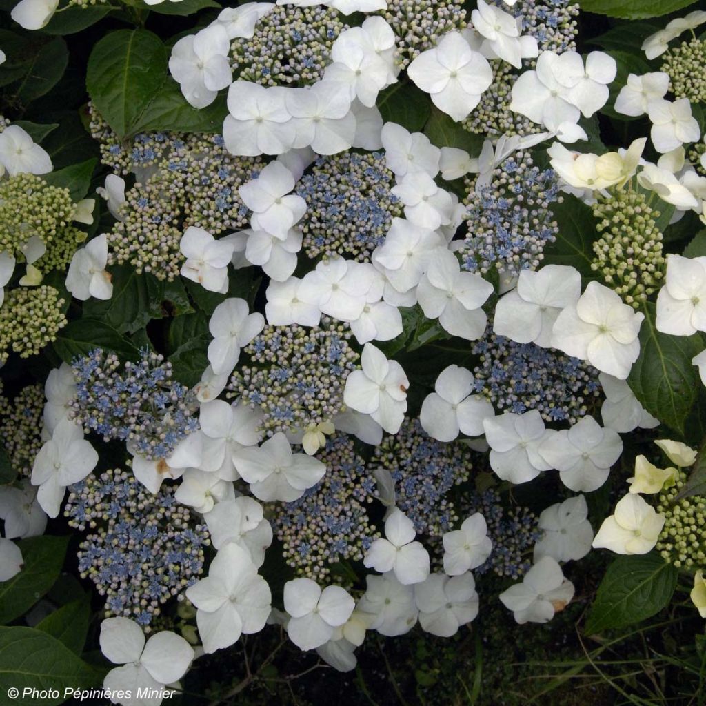 Hydrangea macrophylla Great Star Blanc Bleu