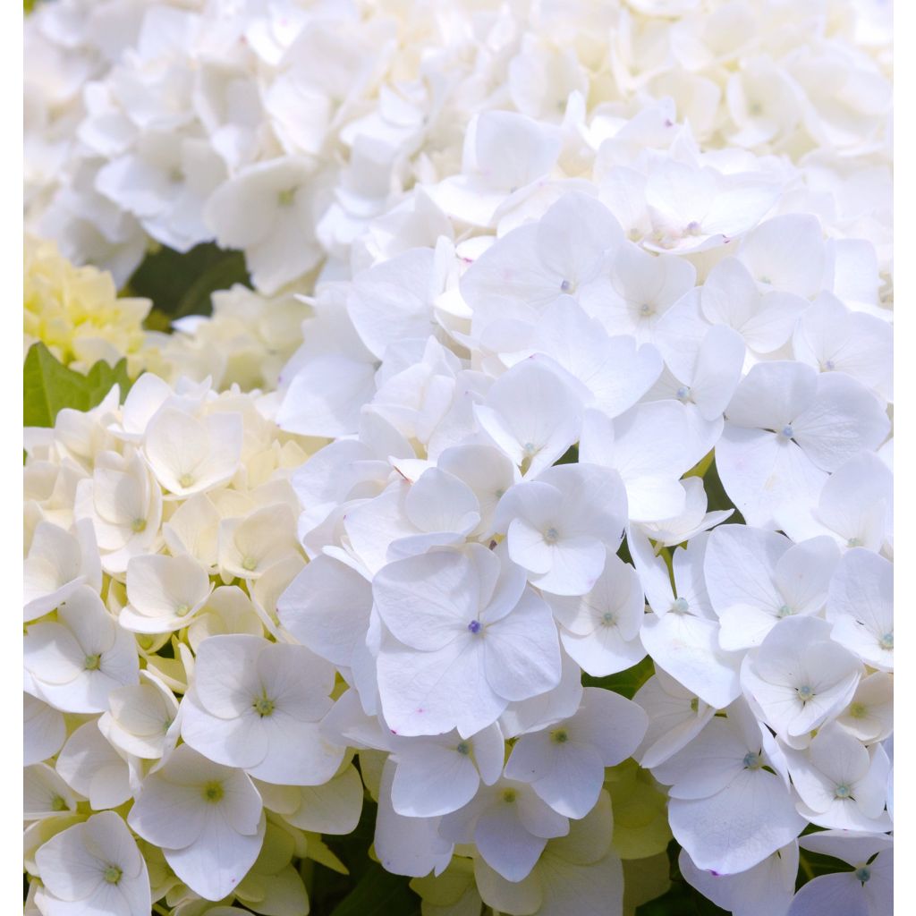 Hortensia - Hydrangea macrophylla Immaculata