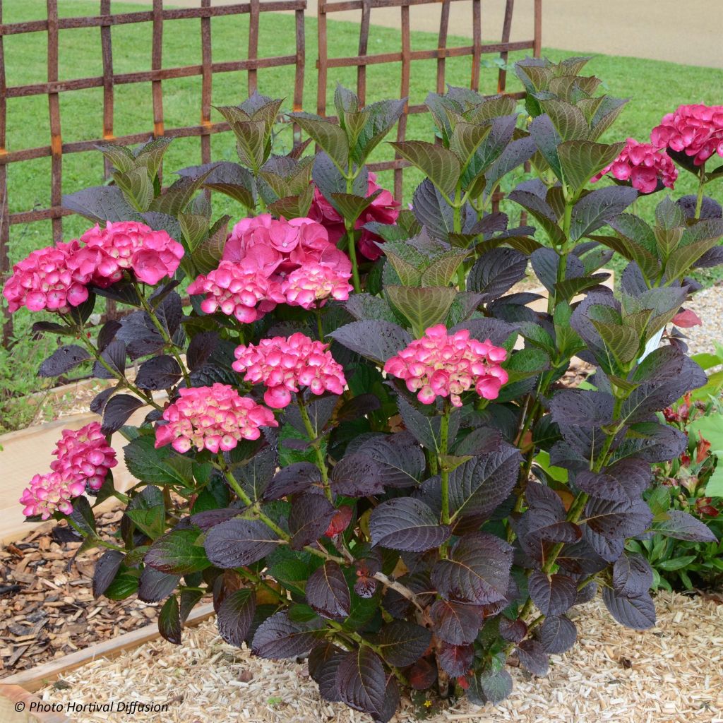 Hydrangea macrophylla Julisa