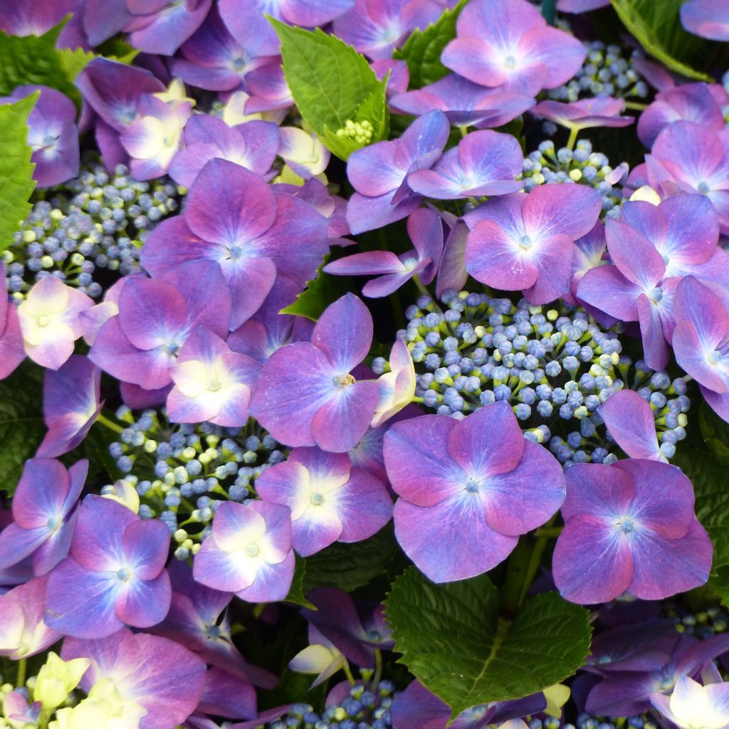 Hydrangea macrophylla Royalty Kardinal Violet