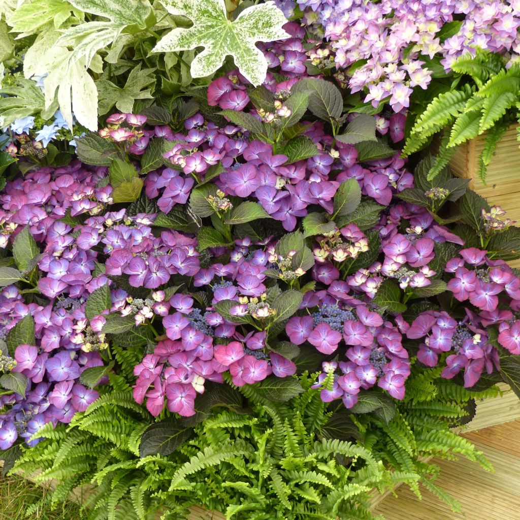 Hydrangea macrophylla Royalty Kardinal Violet