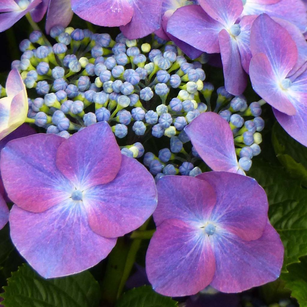 Hydrangea macrophylla Royalty Kardinal Violet