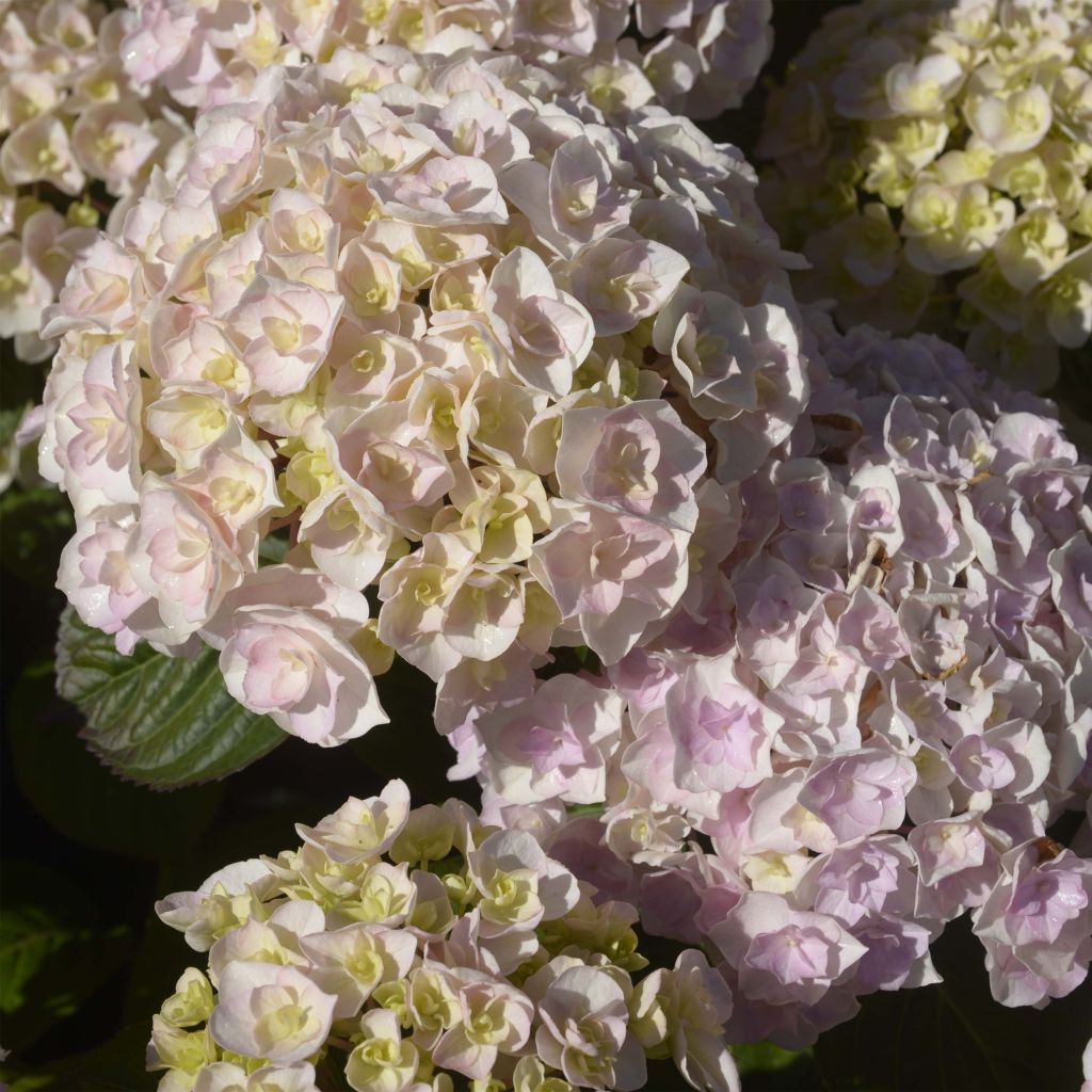 Hydrangea macrophylla Kazan