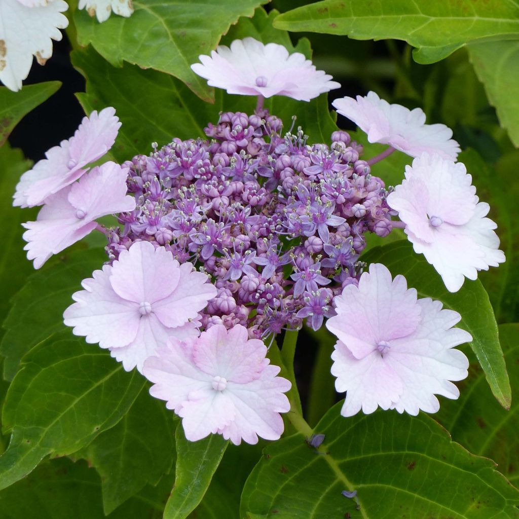 Hydrangea macrophylla Koria