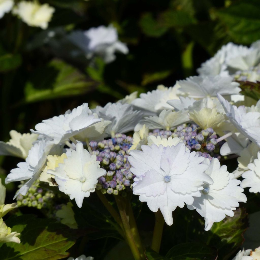 Hydrangea macrophylla Koria