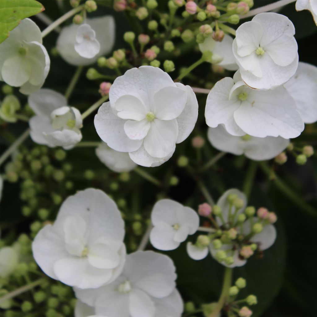 Hydrangea macrophylla Libelle