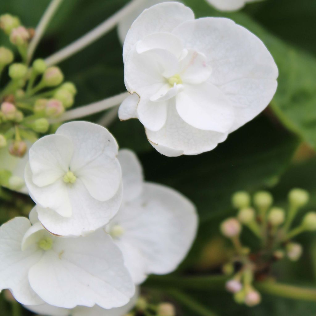 Hydrangea macrophylla Libelle