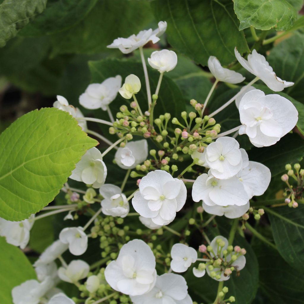 Hydrangea macrophylla Libelle